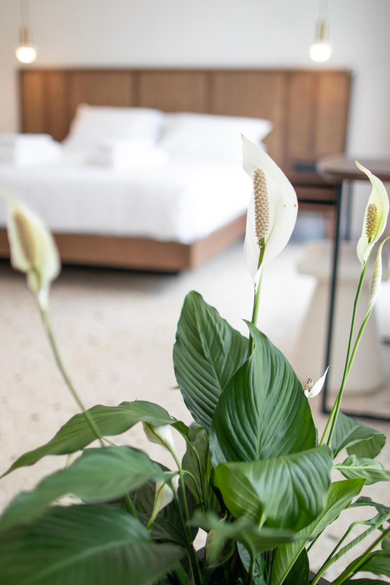 Mythodea Athens Suites Extérieur photo